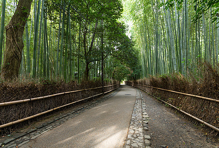 阿拉希山的竹木林环境人行道花园植物生长曲线叶子森林全景热带图片