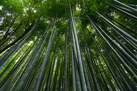 绿竹林树林场景环境森林叶子植物季节地标花园绿色图片