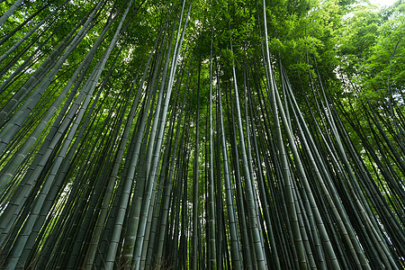 竹木林森林环境植物木头叶子丛林公园树林绿色花园图片