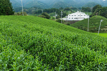 新绿色茶叶种植园叶子财产蓝色热带阳台农场森林高地植物群阳光图片