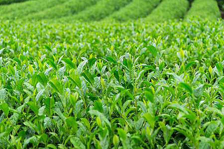 新鲜茶叶种植园图片