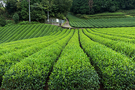 新鲜茶叶字段植物生长农业热带阳台旅行玉露树叶季节土地图片