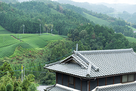 新鲜茶田和日本之家图片