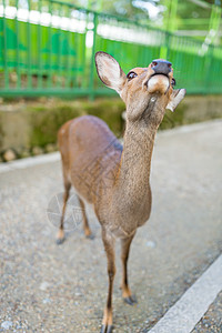 鹿寻找食物鱼子小吃打猎花园公园季节牛角动物城市哺乳动物背景图片