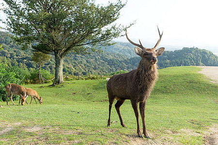 野鹿哺乳动物自然团体季节爬坡公园荒野森林鹿角动物背景图片