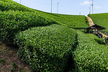 茶叶种植园场景环境栽培农业土地叶子蓝色森林阳光木头图片