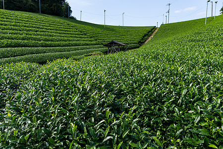 茶叶种植园高地图片