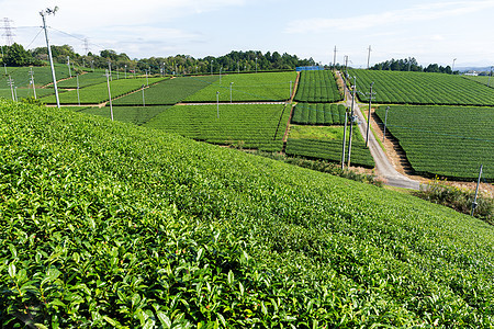 绿色茶叶种植植物群食物叶子草地高地天空场地种植园栽培农田图片