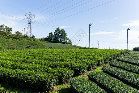 高地茶叶种植园图片