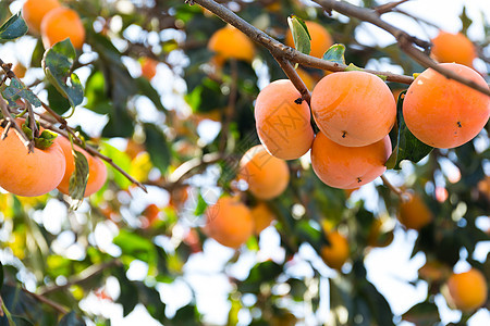 皮西蒙树太阳晴天季节植物美食农场李子叶子环境橙子图片