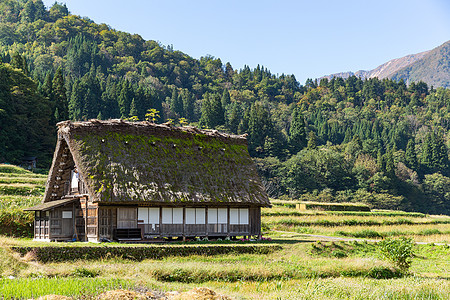 Shirakawago村建筑绿色植物茅草历史性白川文化地标丛林旅行合掌背景图片