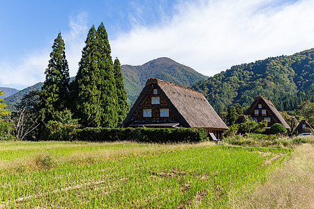 白川果世界建筑木头森林植物旅行农村场地村庄遗产图片