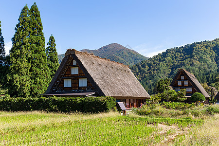 世界遗产白川果图片