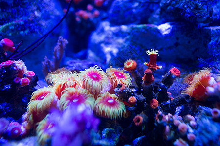 水族珊瑚图片