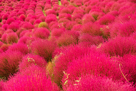秋季红巴西亚草原季节公园地肤植物花园蓝色红豆天空场地创造力图片