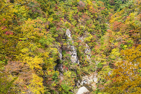 悬崖上的秋叶农村季节植物鸣子叶子岩石峡谷公园图片