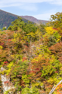 日本秋秋叶的奈鲁科峡谷叶子黄色橙子植物风景森林农村悬崖岩石公园图片