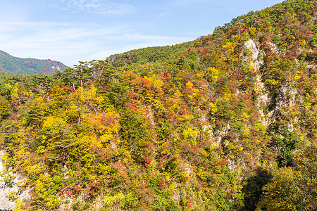 秋天的纳鲁科峡谷踪迹公园橙子鸣子旅游溪流岩石季节山沟森林图片