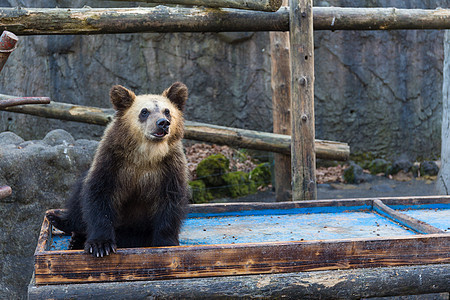 动物园公园熊动物毛皮捕食者棕色睡眠爪子岩石哺乳动物公园木头图片