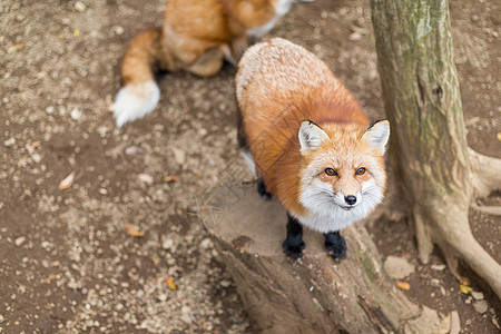 福克斯等待食物荒野捕食者岩石狐狸动物村庄食肉哺乳动物石头野生动物图片