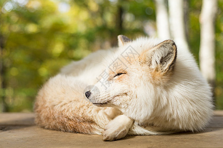 沉睡的狐狸动物睡眠森林荒野尾巴公园棕色动物园白色野生动物图片