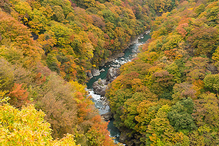 流水川的秋天风景土地季节日光石头森林波浪丛林岩石日落树叶图片