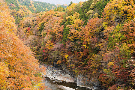 秋天的森林土地岩石农村温泉橙子悬崖远足树叶石头日光图片