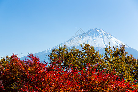 山地fuji和Mamele树天际爬坡符号天空公吨旅行农村火山森林蓝色图片