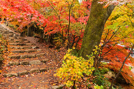 秋天的日本寺庙农村季节木头晴天橙子环境楼梯岩石小桥宗教图片