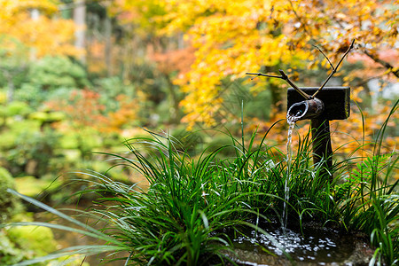 日本花园的竹子水喷泉 配有木瓜树图片