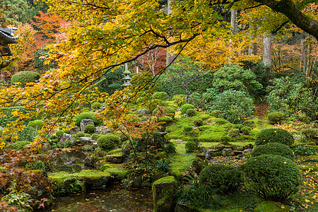 日本花园树叶红叶古园绿色叶子池塘城堡公园旅行植物图片
