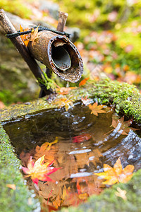 秋季的竹子喷泉图片