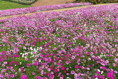 宇宙花朵田环境天空农村花园草地植物日落场地花瓣植物群图片