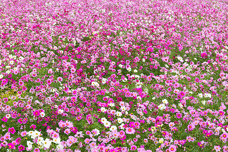 粉粉宇宙花朵农村荒野场地花园植物群白色蓝色草地粉色植物图片