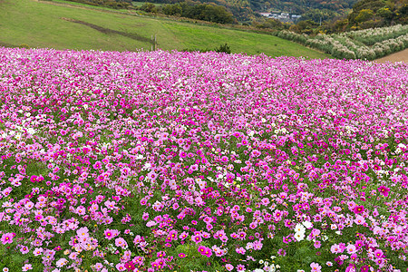 宇宙花卉农场植物晴天植物学绿色花瓣花朵白色植物群花园乡村图片