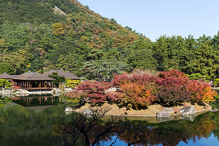 秋天的日本里草林花园宗教晴天寺庙池塘植物建筑阳光文化岩石风景图片