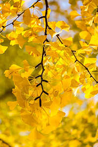 甘果树小路蓝色枝条树叶叶子季节花园街道阳光晴天图片