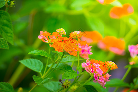 五颜六色的花的背景图片花瓣粉色生长植物植物群紫色花束季节宏观背景图片