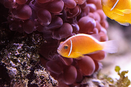 柳橙栗小丑鱼 叫安菲普龙过渡热带鱼盐水海洋两栖条纹礁石水族馆珊瑚礁动物橙鱼图片