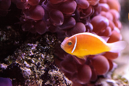 柳橙栗小丑鱼 叫安菲普龙过渡盐水橙鱼动物海洋水族馆礁石条纹热带鱼两栖珊瑚礁图片