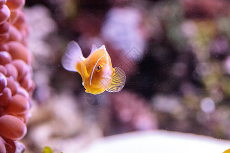 柳橙栗小丑鱼 叫安菲普龙过渡动物礁石水族馆珊瑚礁条纹橙鱼热带鱼盐水两栖海洋图片