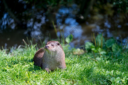 欧亚 Otter Lutra lutra国标哺乳动物英语群岛食肉栖息地绿色历史荒野动物群图片