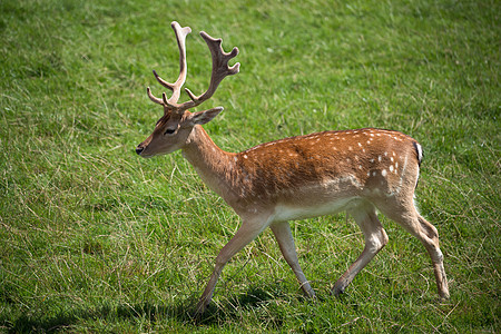 Sika Deer 新锡族头发棕色动物晴天野生动物反刍动物哺乳动物栖息地历史荒野图片