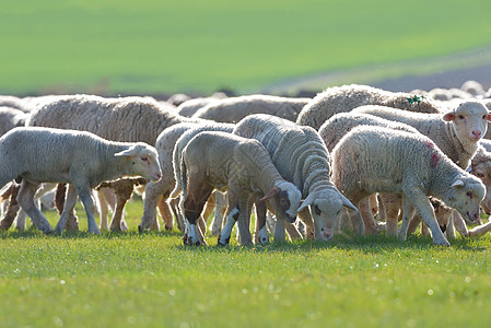 绵羊和羊羔场地绿色农场羔羊农村牧场动物农业农田家畜图片