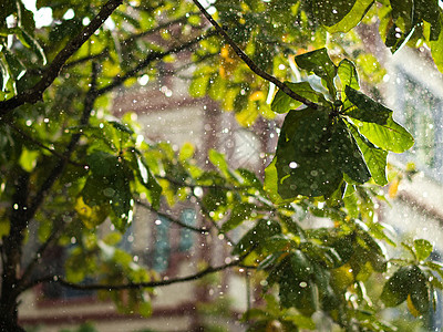 结业和休假时间的结束公园戏剧性雨林洪水风暴液体阳光雨量水滴树叶图片