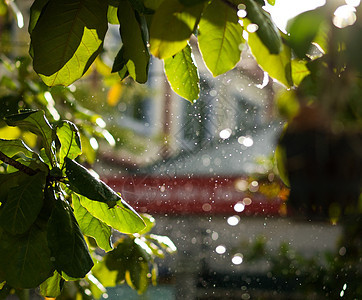 结业和休假时间的结束洪水水滴叶子阳光公园下雨雨量季节天气戏剧性图片