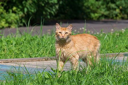 红猫在草地上黄色小猫猫咪太阳哺乳动物动物宠物毛皮绿色眼睛图片