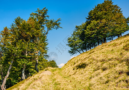 穿过青草的山坡上的柏油林场景季节植物树干环境木头土地山毛榉森林风景图片