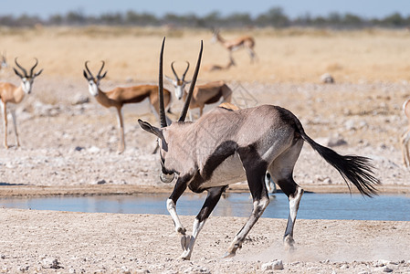 Oryx 也叫在水井里自来水图片