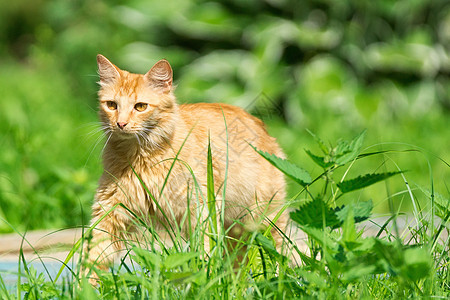 红猫在草地上虎斑绿色动物宠物眼睛哺乳动物场地黄色橙子小猫图片